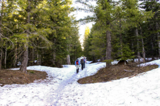 Climbers walk through the trees on the way to Mount St. Helens Climbers walk through the trees on the way to Mount St. Helens. Photo by Eric Schwartz