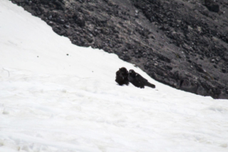 Crows gather near the summit of Mount St. Helens Crows gather near the summit of Mount St. Helens. Photo by Eric Schwartz