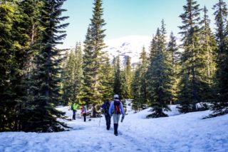 Hikers walk through the trees as Mount St. Helens looms in the background. Hikers walk through the trees as Mount St. Helens looms in the background. Photo by Eric Schwartz