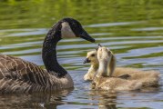 Clark County in Focus: A fowl situation at the Ridgefield Wildlife Refuge