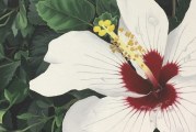 Cedar Tree Classical Christian School student wins congressional art competition