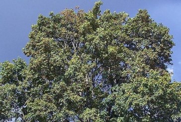 Vancouver seeks nominations to preserve ‘living chroniclers of the past’ with Heritage Tree program