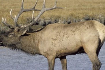 Want to apply for a special hunt permit? WDFW deadline approaching