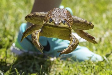 Planters Days brings entertainment and community pride to Woodland