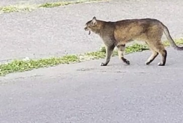 Was there really a cougar in Battle Ground?