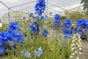 Green Neighbors Natural Garden Tour set for Sun., July 15