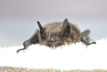 Health officials warn of dangers of rabid bats amid spike in positive tests