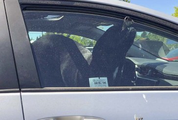 Dog in parked car sparks calls to police