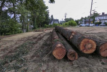 Camas residents throw shade at city’s new urban tree policy