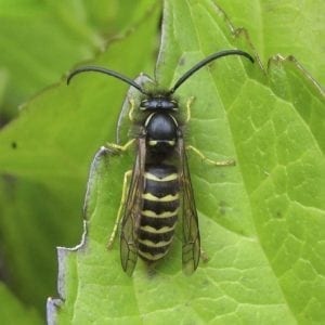 The common Aerial yellowjacket is one of five species in Southwest Washington. Photo courtesy Gilles Gonthier via Wikipedia