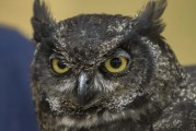 19th annual Birdfest in Ridgefield kicks off this Friday