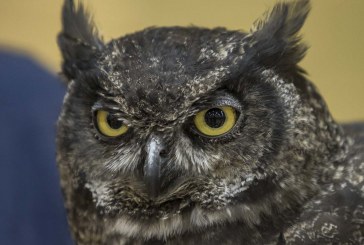 19th annual Birdfest in Ridgefield kicks off this Friday