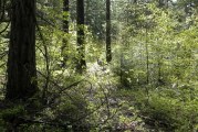 Most popular hunting seasons of the year open Oct. 13