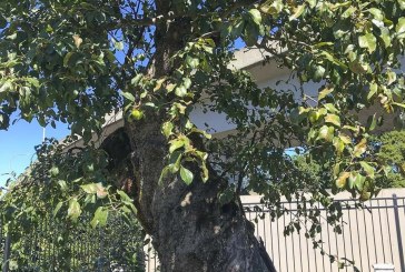 Vancouver set to celebrate the Old Apple Tree Saturday