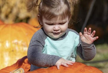 Heart of the Harvest: Joe’s Place Farms