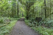 Dirt trails at Whipple Creek Park open only to hikers, runners