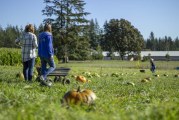 Heart of the Harvest: Waltons Farms