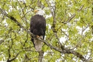 This bald eagle was photographed at Salmon Creek Regional Park/Klineline Pond. Annual parking passes for four of Clark County’s biggest, most popular parks will go on sale this week. Photo by Mike Schultz