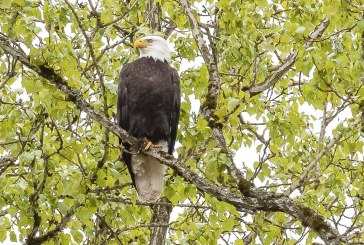 2019 parking passes for four county regional parks go on sale this week