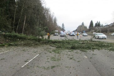 Fallen tree temporarily blocks I-5 northbound in Salmon Creek