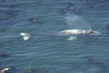 Spring Whale Watch Week runs March 23-31 at the coast