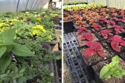 Battle Ground Public Schools to host annual Plant and Greenhouse sales