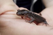 Area residents can celebrate critters on April 13