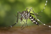 County officials urge residents to help control mosquitos