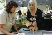 Micro-chipping: Turning lost into found