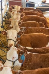 It’s time for the 151st Clark County Fair