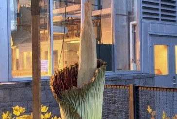 Rare corpse flower now in bloom at WSU Vancouver