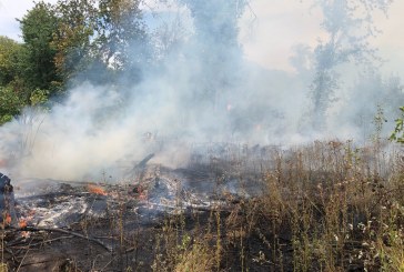 Crews respond to trees, brush fire near NE 179th Street