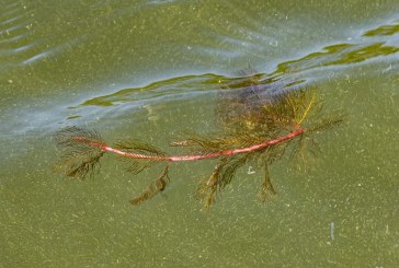 Friends of Vancouver Lake announce date change for Eurasian milfoil weed treatment