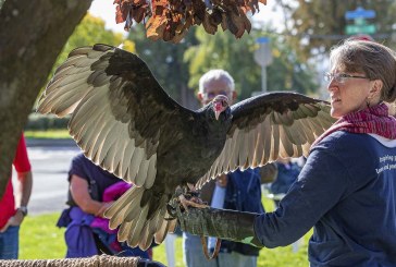 Annual Ridgefield BirdFest & Bluegrass Festival once again delights young and old