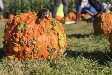 Heart of the Harvest: Joe’s Place Farms