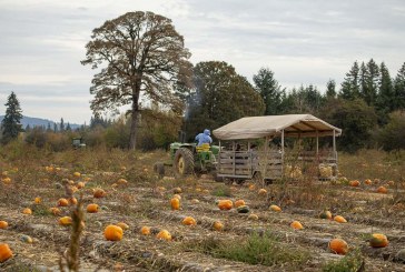 Heart of the Harvest: Vancouver Pumpkin Patch