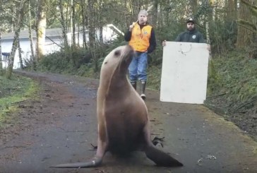 Cowlitz County Sheriff’s deputies help return sea lion to the Columbia River