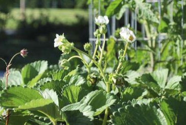 Vancouver community garden plot registration now open