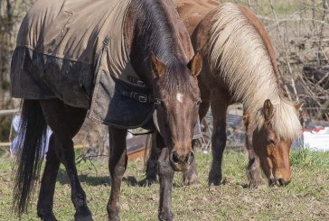 County officials say codes for equestrian businesses need a closer look