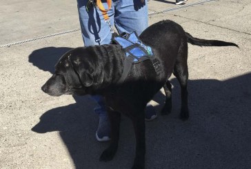 Open House Ministries to host free wellness clinic for pets of the homeless