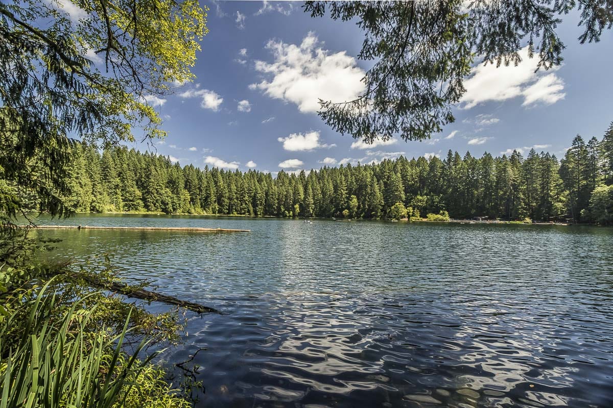 Clark County Public Health officials are advising people to avoid direct contact with water in Battle Ground Lake in areas of floating blue-green-colored scum. Blue-green algae produce toxins that can be harmful to people and deadly for small pets that drink the water. Photo by Mike Schultz