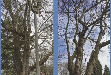 City of Vancouver to remove three aging trees from Esther Short Park