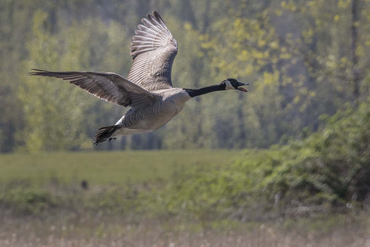 This habitat restoration project along the lower Columbia River will provide fish with unobstructed passage to newly restored, high quality habitat in an area of the river where such habitat is lacking. Photo by Mike Schultz