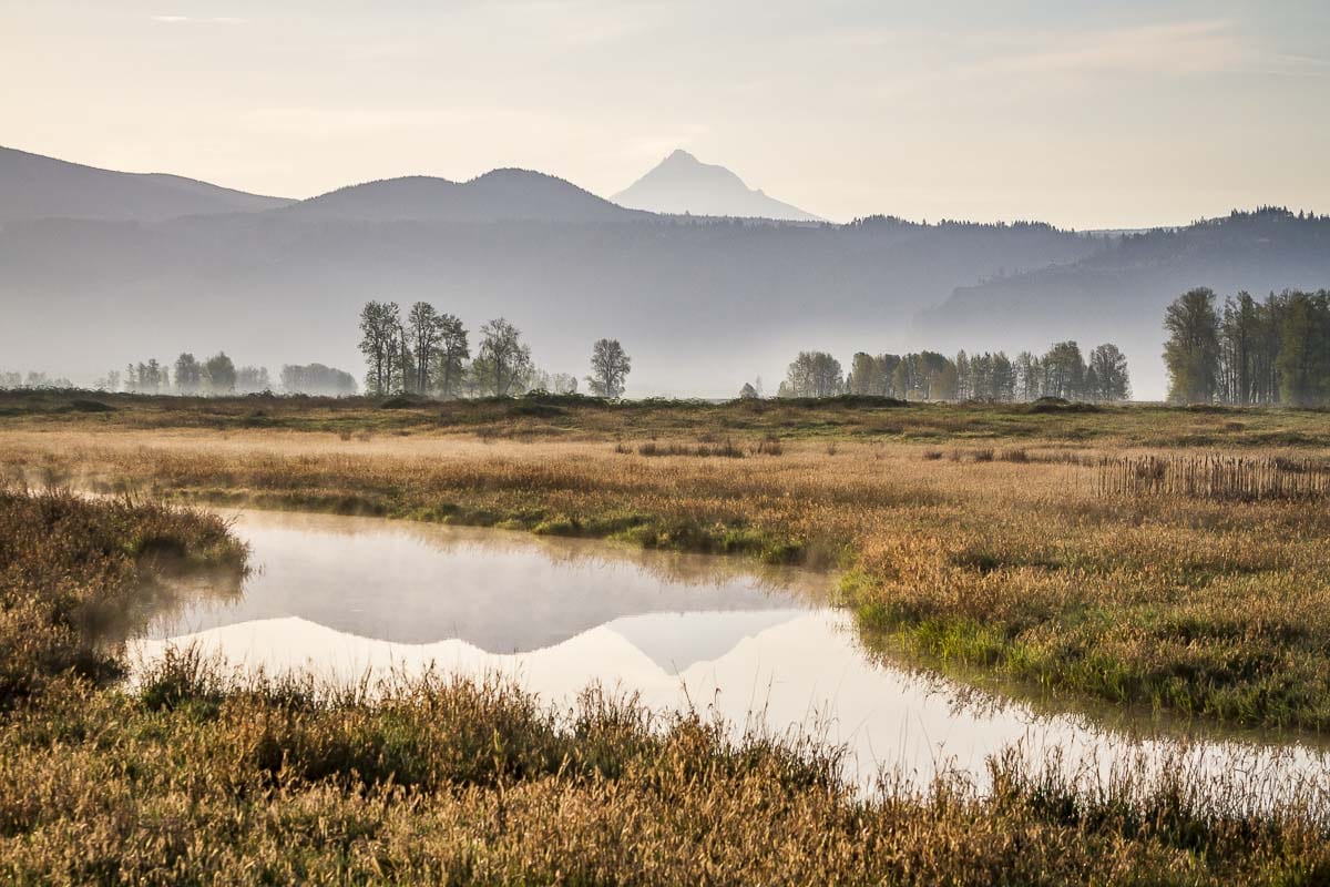 Salmon, lamprey, waterfowl, and many other species will benefit when the vast historic floodplain is reconnected to the Columbia River and to Gibbons Creek. This is the largest habitat restoration project along the lower Columbia River to date. Photo by Mike Schultz