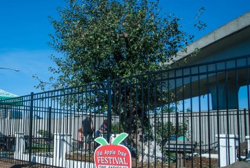 Vancouver’s Old Apple Tree dies, but it’s legacy lives on