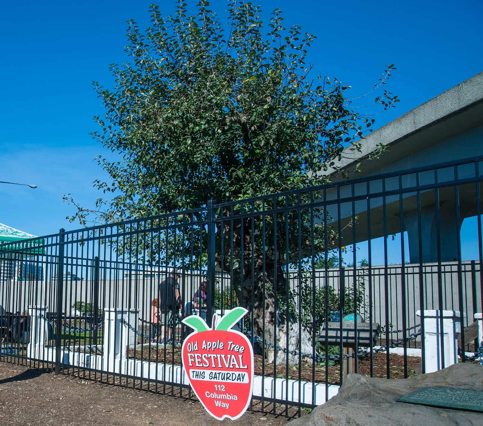 Vancouver's Old Apple Tree dies, but it's legacy lives on - clarkcountytoday.com