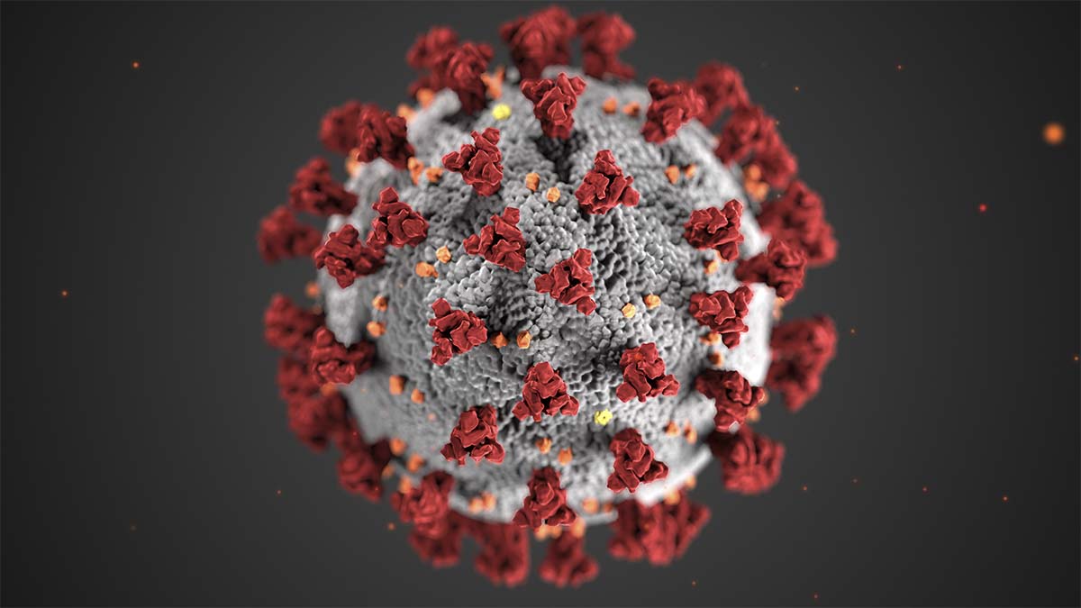 A rendering of the novel coronavirus SARS-CoV-2. Image courtesy US Centers for Disease Control