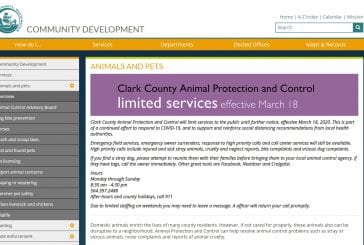 Abandoned dog doing well in foster care; owner cooperating with authorities