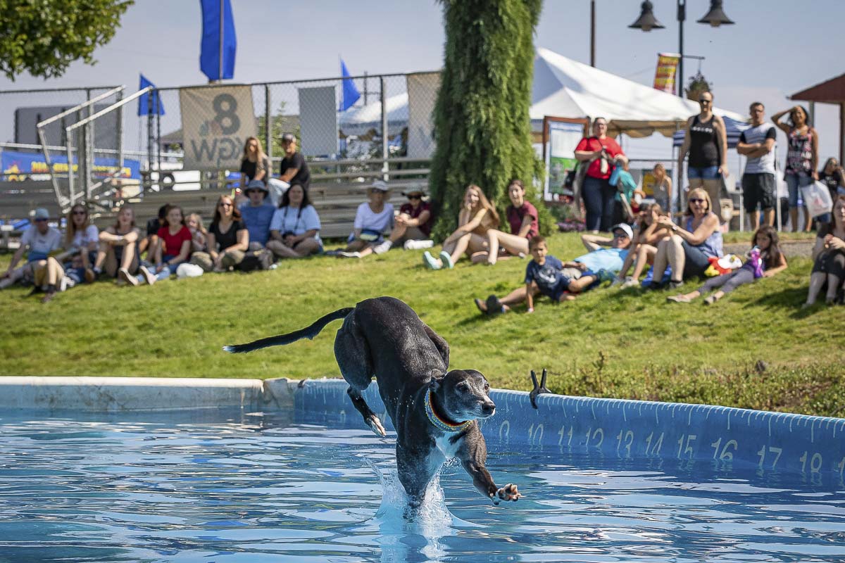 Dock Dogs are a fan favorite at the Clark County Fair. With no fair this year due to the pandemic, fair organizers are looking forward to a big 2021. Photo by Mike Schultz