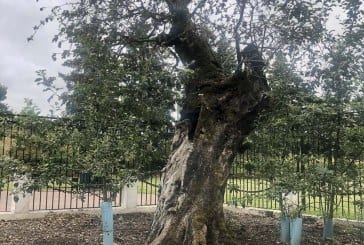 Vancouver’s historic Old Apple Tree will live on